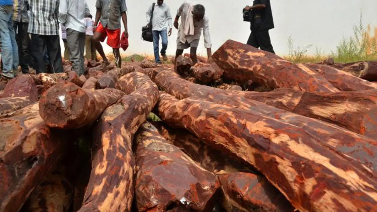 AP govt eyes Rs 1 000 cr from second red sanders sale The Hindu